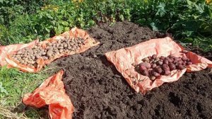Урожай картошки 2023 года