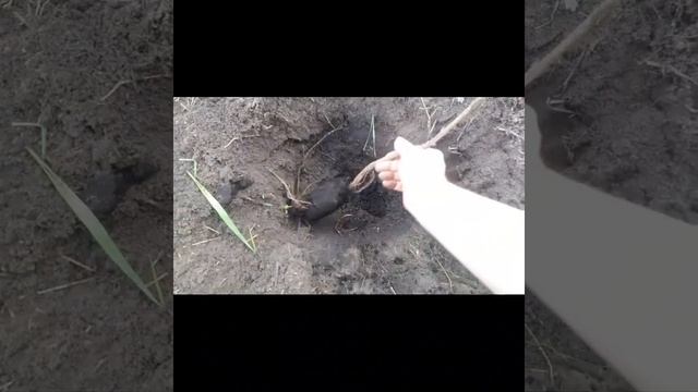 Посадка красной и чёрной смородины