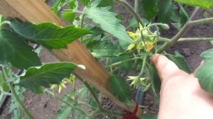 КАК ФОРМИРОВАТЬ ТОМАТ В 2 СТВОЛА? НАГЛЯДНО. Ольга Чернова.