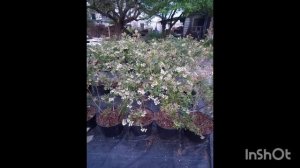 Самые лучшие и вкусные сорта голубики в 2023