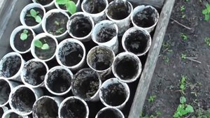 Результат проверки всхожести семян. Капуста, кабачки, дыни, арбузы, огурцы