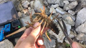 Насадка на трофейного голавля. Речной рак