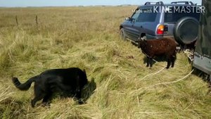 Открытие охоты на уток. Омская область.