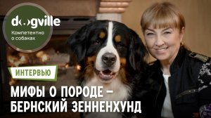 Мифы о породе Бернский зенненхунд – Президент Национального клуба породы