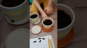 Финиковая пальма в квартире