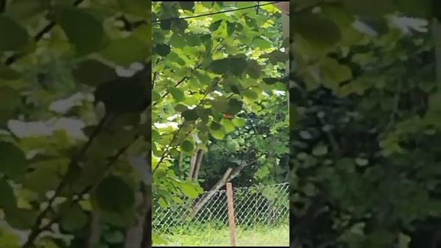 Белочка пришла полакомиться орешками с орешника