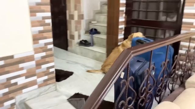 Travelling 1500kms to celebrate my dog’s birthday?❤️ | Anant rastogi смотреть онлайн