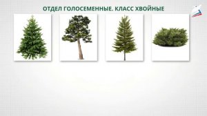 5 класс биология урок 15 Характеристика и разнообразие семенных растений