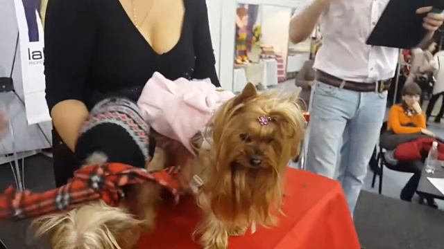 Машинки для стрижки собак. Мастер класс от Loial Moldova (ч.2) смотреть онлайн