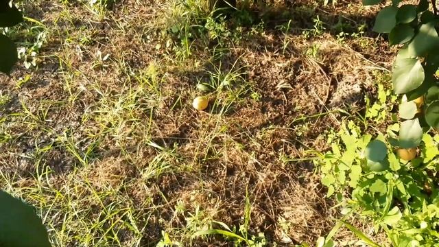 Джамбо Кот, абрикос-гігант смотреть онлайн