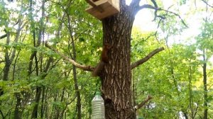 Белка в лесу прыжок с ветки на ветку