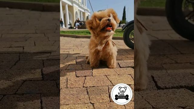 Продажа Корейских Микро Мальтипу на www.micropet.ru смотреть онлайн