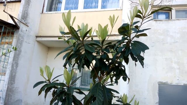 Идет весна по Адлеру, прелестной дивной сказкой. смотреть онлайн