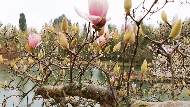 Цветение Магнолии Как цветёт МАГНОЛИЯ Красивый сад с прудом и лебедями