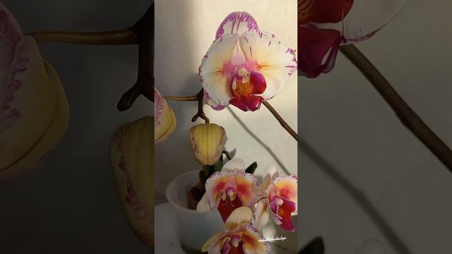 Phal. Champion Lightning (peloric - 2 eyes)  и Phal. 5210. Первое цветение. Очень похожи)