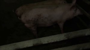 Закололи порося. про свиней. не получилось)