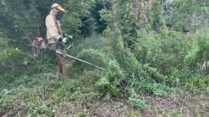 Stihl fs 450 fs 350 на покосе травы триммером с мульчирующим ножем. 5 гектар 5 дней думаем ?