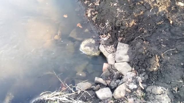 Дневник пруда 14/04/21