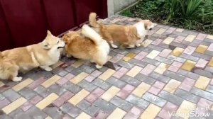 Гуляем с корги)