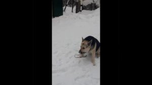 Соблазны деревенской жизни. Выход за калитку. ВЕО Цезарь.mp4