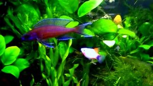 #Aquarium. Красные неоны на фоне мхов в аквариуме 60 л.