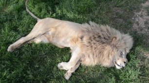Тайган, парк львов в Крыму, апрель 2021
