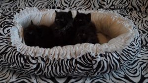 Британские котята чёрного окраса