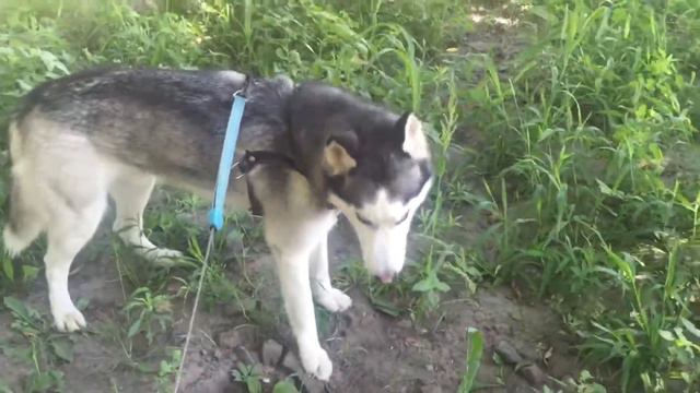 Кто пасётся на лугу? Хаски! смотреть онлайн