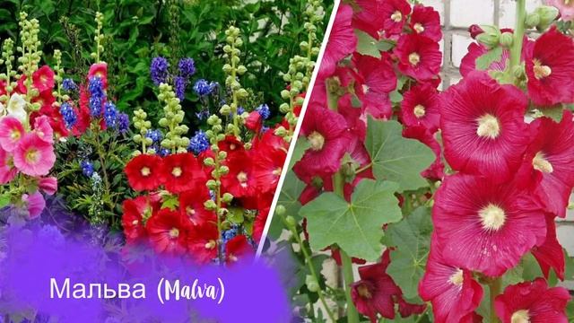 ПОСАДИТЕ ЗАСУХОУСТОЙЧИВЫЕ НЕПРИХОТЛИВЫЕ МНОГОЛЕТНИЕ ЦВЕТЫ в САДУ!
