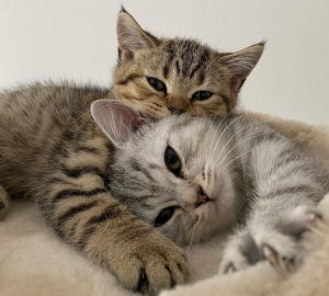 Приколы с животными до слез 2020-2021 | Смешные животные  и их хозяева 2020-2021