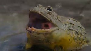 Лягушки и жабы.А вы знали, что у них есть аж 10 отличий🤔.