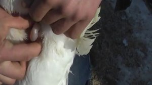 Как посмотреть по клоаке пол гуся.