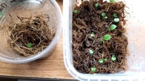 Выращиваем Антуриум из семян. Часть 4, 23 апреля