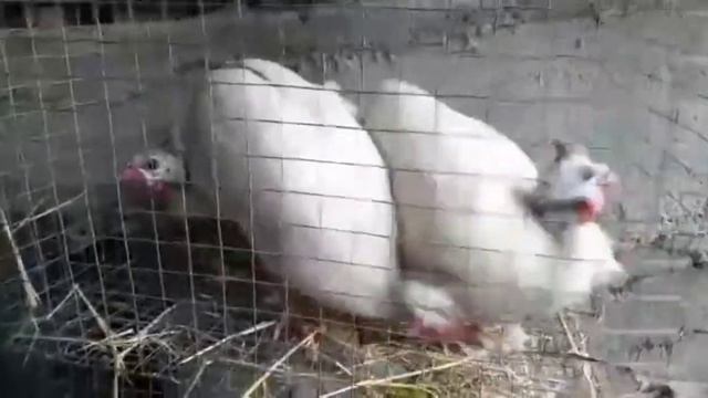 #цесарки #домашняяптица #крем                                      Цесарки описание пород