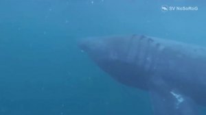 Гигантская акула