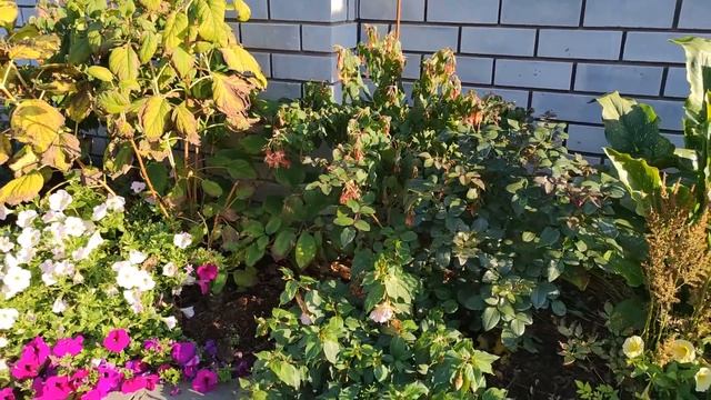 Заморозок. Петуния выдержала, а плектрантус и бататы нет.