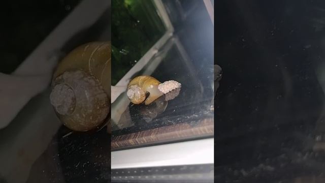 Ампулярия. кладка яиц. смотреть онлайн