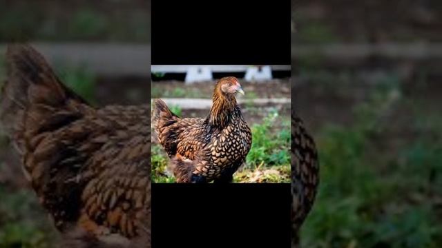 САМЫЕ КРАСИВЫЕ КУРЫ 5!ПОСЛЕДНЯЯ ЧАСТЬ( #лучшиенесушки #самыекрасивыептицы #птицы #красивыептицы #? смотреть онлайн