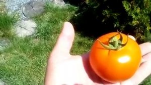 Томат "Красный факел"