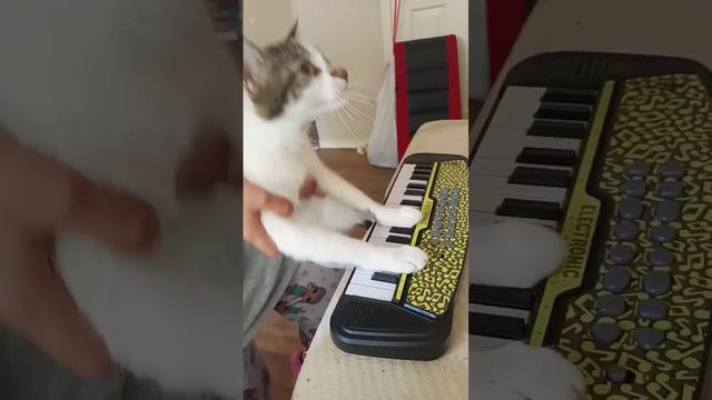 cat piano