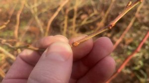 Плодовые и вегетативные почки на Голубике, как отличить?