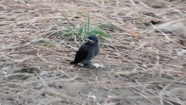 Chicken "Drongo Black " Birds in Kathmandu смотреть онлайн