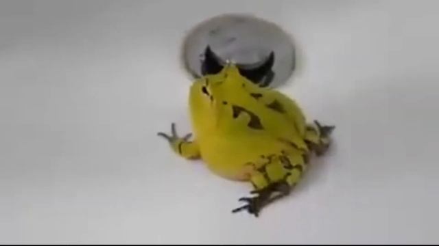 ОРУЩИЕ ЛЯГУШКИ 2021 #3!!! Новогодняя подборка смотреть онлайн