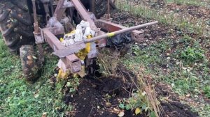 Подвой всему голова) или как выбрать подвой.