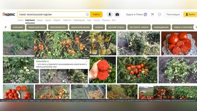 ЭТО ЧТО, ОДИНАКОВЫЕ СОРТА С РАЗНЫМИ НАЗВАНИЯМИ? А ТАК МОЖНО БЫЛО? смотреть онлайн