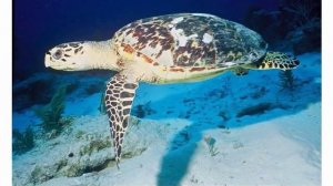 Животные пресмык черепахи и ящерицы