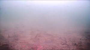 Гранулы мотыля растворяются и держат рыбу на дне