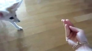 домашний большой ух  Различные короткие видео роли