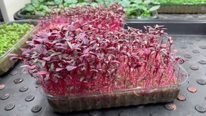 Как посадить и вырастить микрозелень амарант?! Технология выращивания микрозелени - бейбилиста!