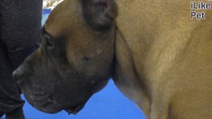 Канарский дог на ilikepet. Особенности породы, уход